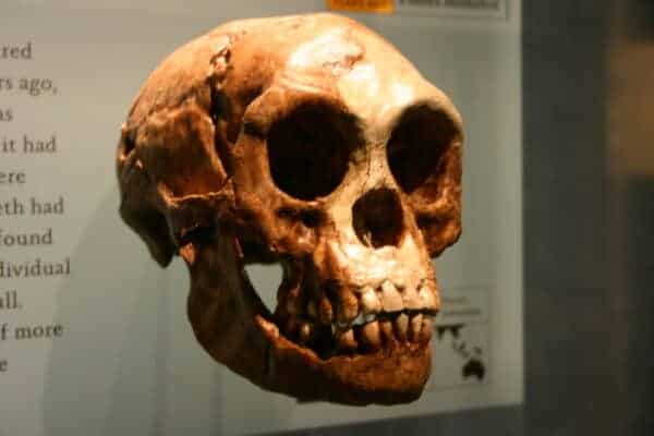 Homo floresiensis, The Conversation 20130211