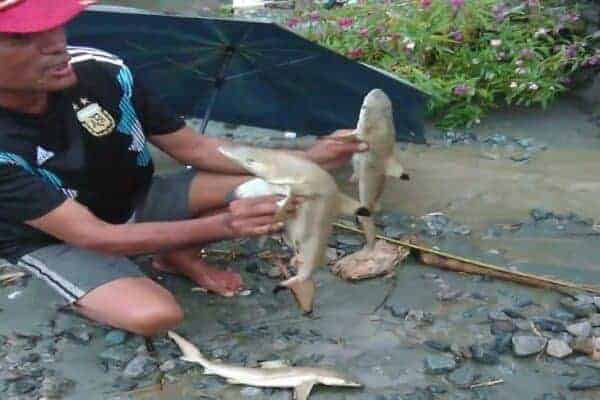 Sharks in Lake Sentani. Source: Jakarta Post, 20190319