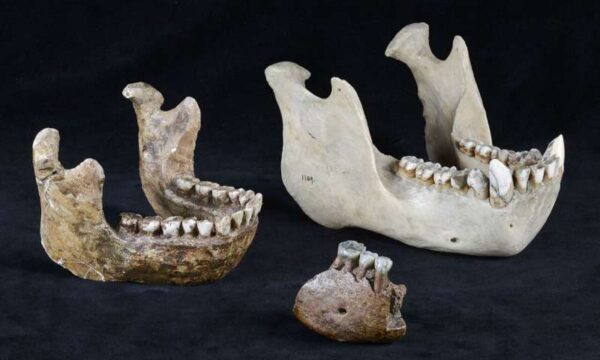 Comparison of a lower jaw fragment of Meganthropus with an Orangutan jaw and a reconstructed jaw of Homo erectus. Source: Senckenberg via Phys.org, 20190409