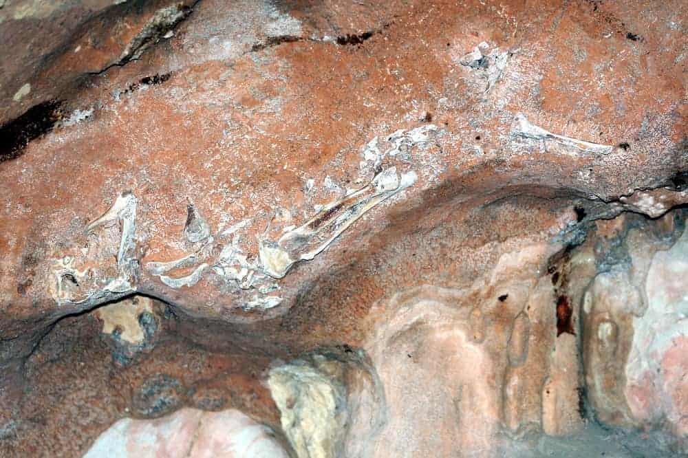 Prehistoric fossil  site in Gopeng cave sealed for three 