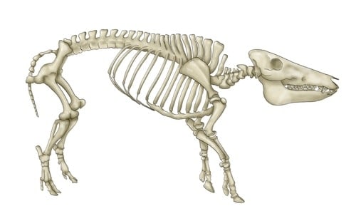 Stock photo of a pig skeleton from Shutterstock/miha de﻿