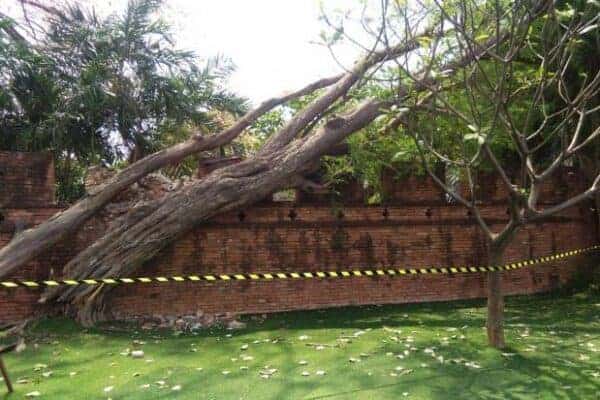 Tree falls over an ancient wall in Kanchanaburi. Source: Bangkok Post, 20191012