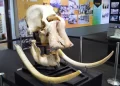 Taiping Museum to Display 130-Year-Old Elephant Skull from Historic Collision